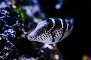 canthigaster valentini pez globo tropical marino reef coral arrecife sps lps acuario marino pecera